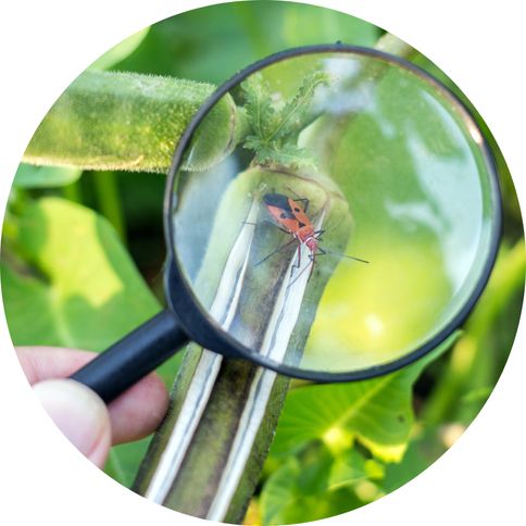 Image of a green plant with a magnifine glass focused on finding a bug.